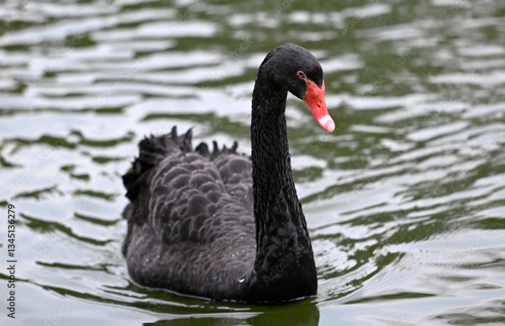 Fototapeta premium un pato colorado en el lago