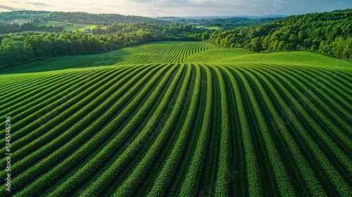 Green, hilly field with rows of crops and trees on horizon photo