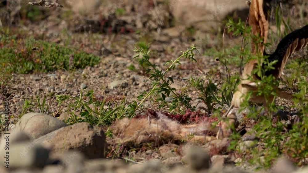 Two chimangos eating dead animal on natural environment background Two chimangos eating dead animal on natural environment background