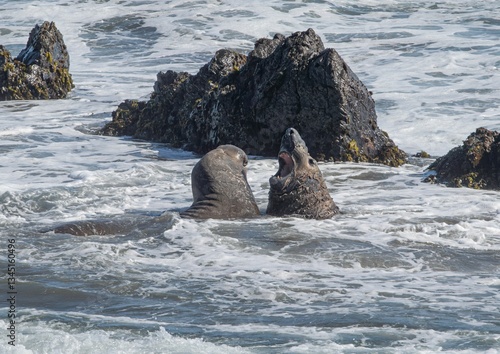 Elephant Seals Playfully Interacting in Waves