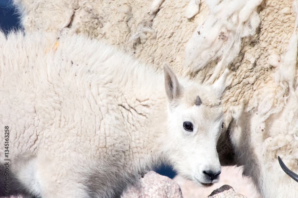mountain goat kid at mt blue sky colorado mountain goat kid at mt blue sky colorado