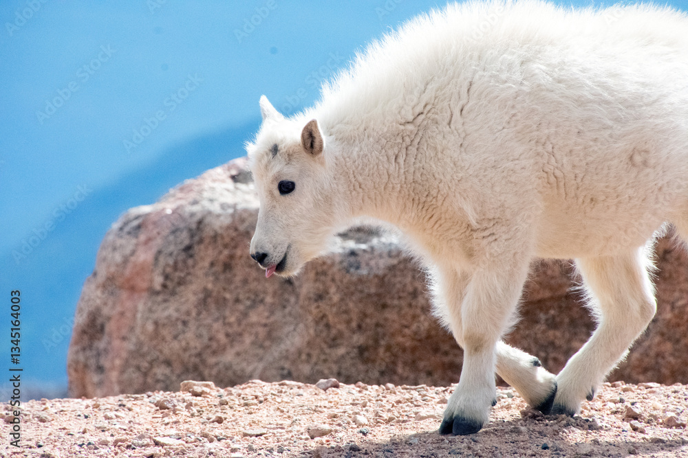 mountain goat kid at mt blue sky colorado mountain goat kid at mt blue sky colorado