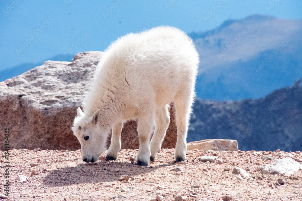 mountain goat kid at mt blue sky colorado mountain goat kid at mt blue sky colorado