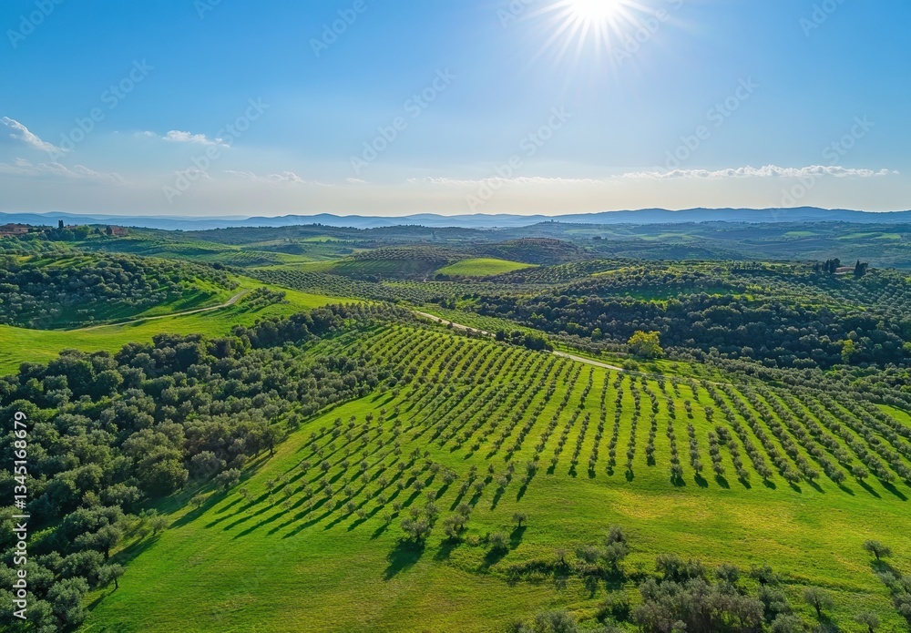 Obraz premium Aerial View of Rolling Green Hills Under Bright Sunlight with Olive Groves and Scenic Landscape in the Beautiful Countryside
