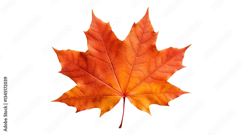 Obraz premium Maple Leaf on PNG Transparent Background, Autumn Concept 