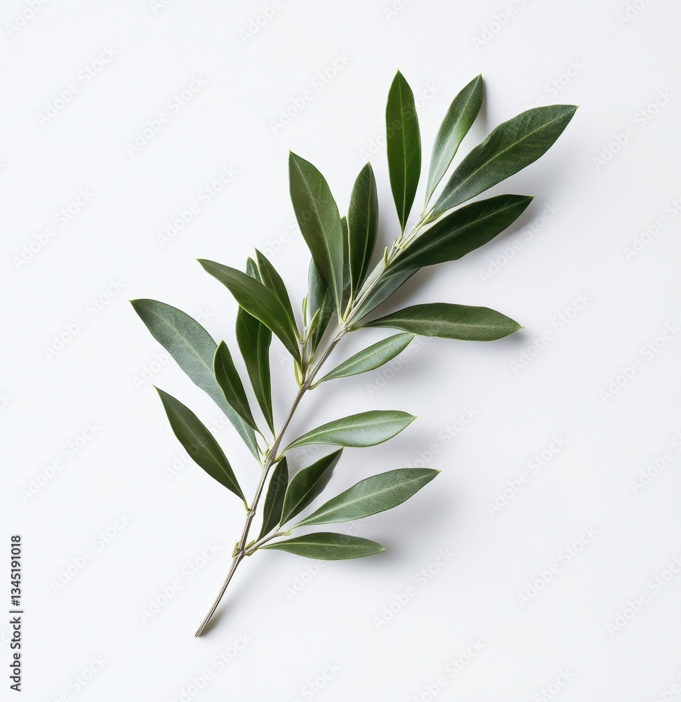 Fototapeta premium Fresh Green Olive Branch with Delicate Leaves on a Light Background for Nature-Inspired Designs and Organic Lifestyle Concepts