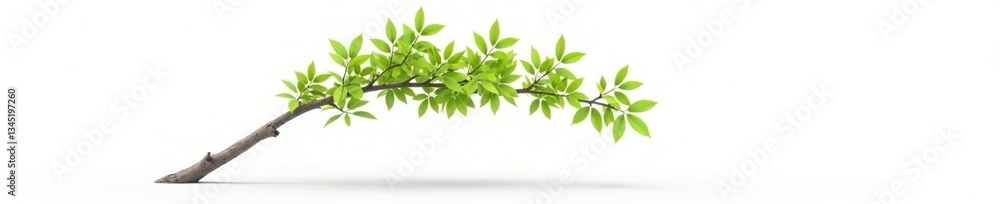 Obraz premium lone willow branch bending towards light on white surface, tree, isolated