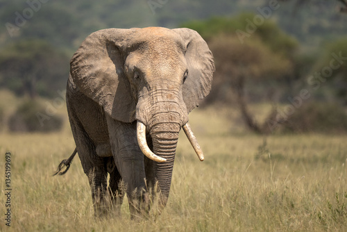 Photography Large Elephant in the dry grass