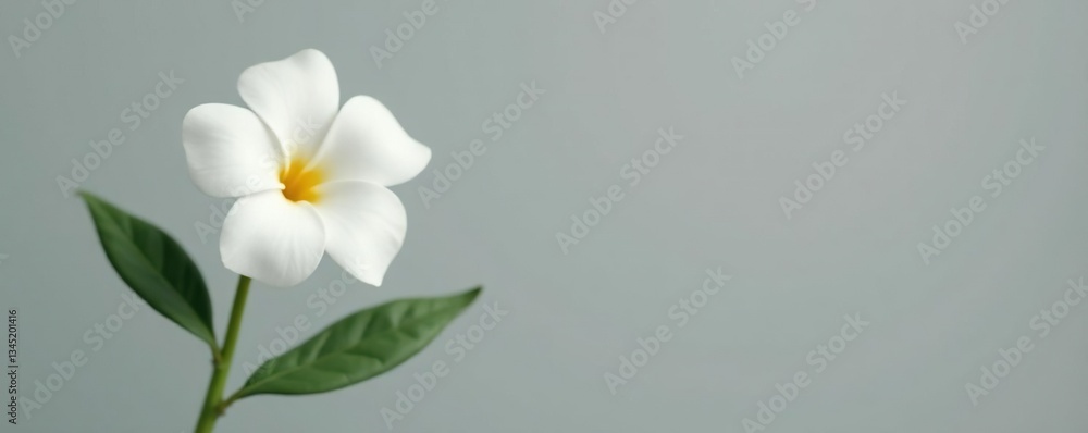 Naklejka premium Isolated white flower against gray background, nature, isolated, greenery