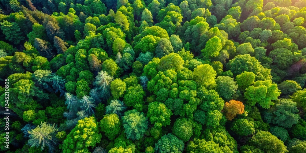 Aerial View Sunlit Green Forest Canopy Vibrant Leaves Texture Nature Tranquility Aerial View Sunlit Green Forest Canopy Vibrant Leaves Texture Nature Tranquility