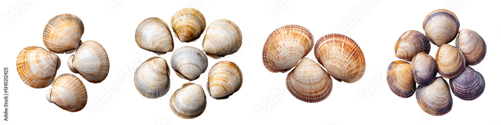 Assortment of Various Seashells on White Background Diverse Collection of Marine Mollusk Shells in Natural Tones and Textures Assortment of Various Seashells on White Background Diverse Collection of Marine Mollusk Shells in Natural Tones and Textures