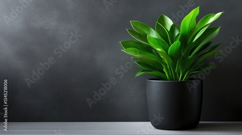 Potted plant on dark background (1)