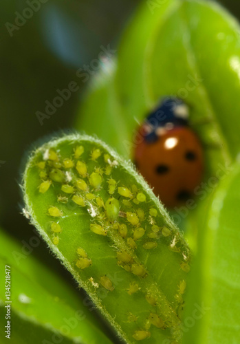 Photography Ladybug, Coccinella 7-punctata, devouring an aphid, Macrosiphum rosae (Aphididae)