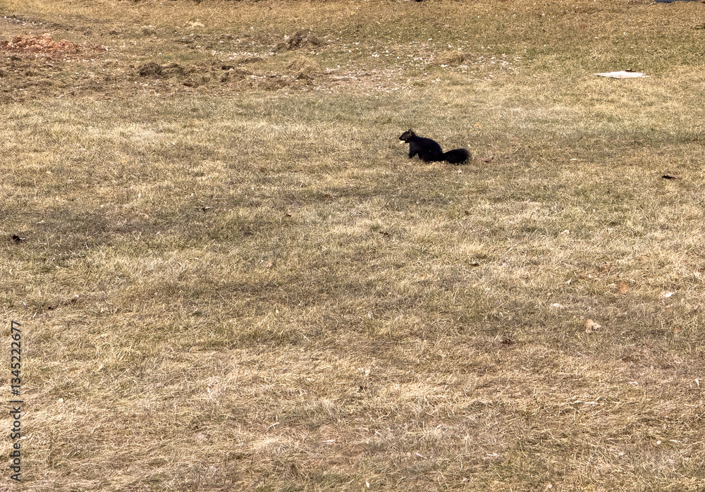 A black squirrel in the yard A black squirrel in the yard