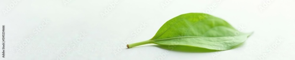 Single leaf of rare orchid species on white surface, orchid, botanical Single leaf of rare orchid species on white surface, orchid, botanical