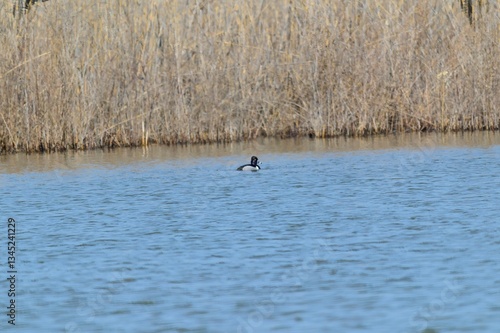 A Ring Necked Duck Male at Ottawa National Wildlife Refuge in Oak Harbor, Ohio.