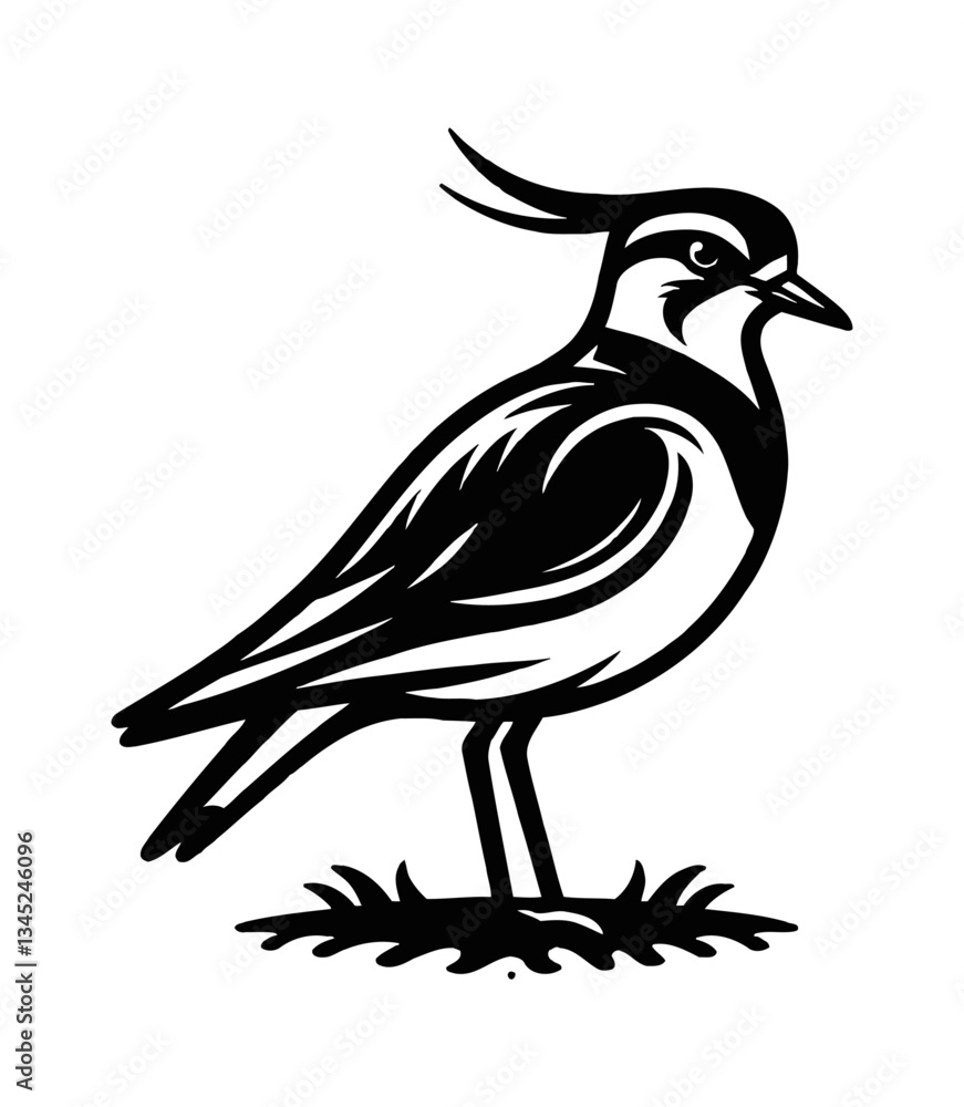 Elegant black and white vector illustration of a lapwing bird standing on the grass Elegant black and white vector illustration of a lapwing bird standing on the grass
