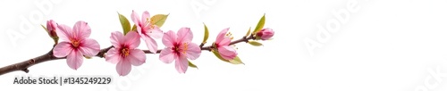 A single branch with leaves and flowers on a white background, tree blooms, tree details, plant
