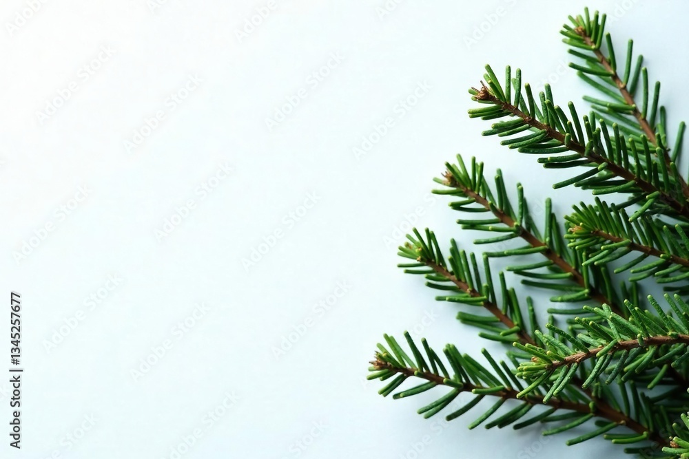 Sprigs of fir branches against a snowy white backdrop, nature, foliage Sprigs of fir branches against a snowy white backdrop, nature, foliage