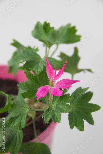Stellar pelargonium 