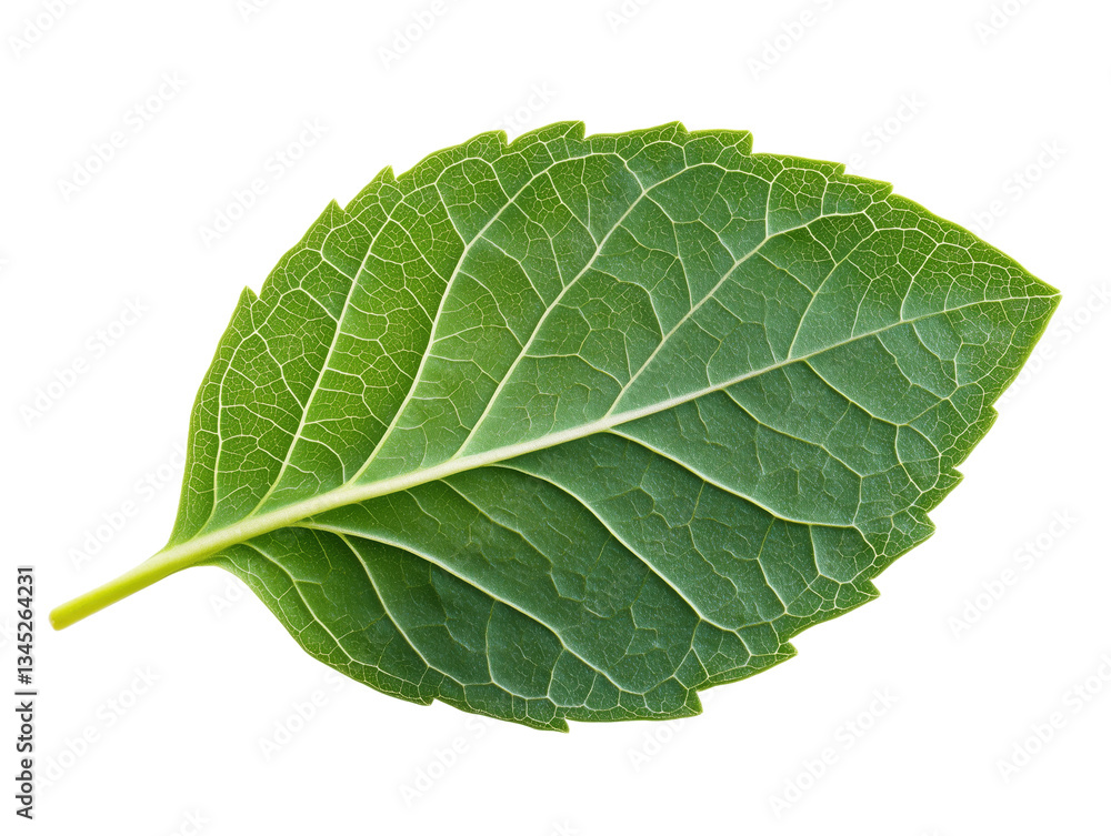 Obraz premium Close-Up of a Green Leaf with Detailed Veins on White Background