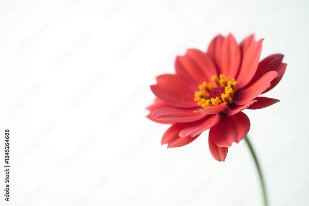 Single flower in focus against a plain white backdrop, white, isolation, flowers Single flower in focus against a plain white backdrop, white, isolation, flowers