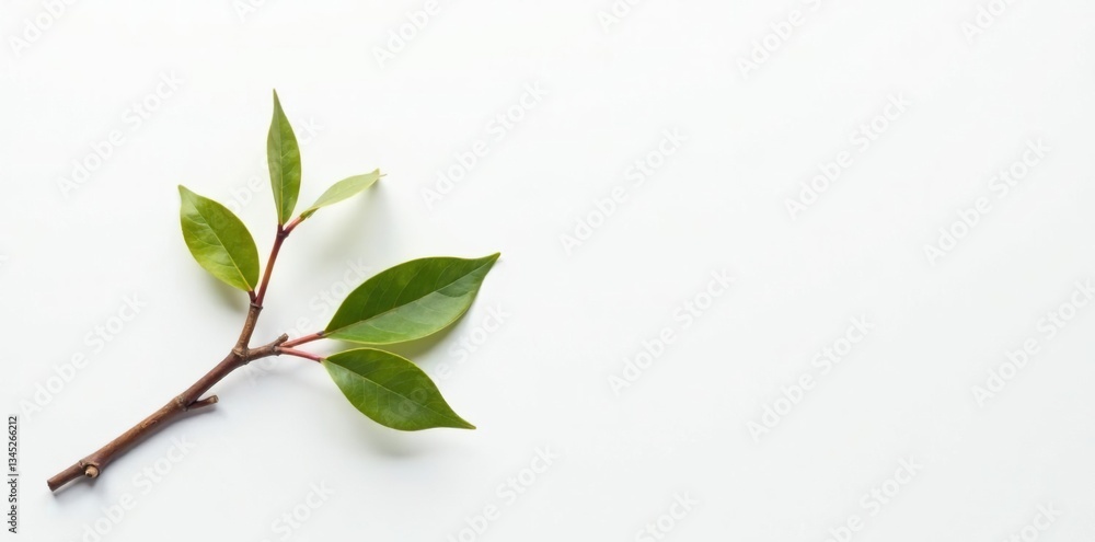 Obraz premium Small, bare branch with some minimal details and colors on a clean white backdrop, leaf, white