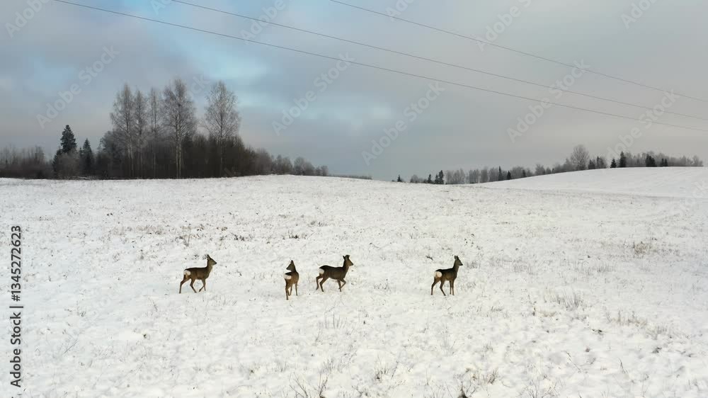 Aerial view of wildlife animals in winter. 4 deer walking through a snow covered field. Capturing stunning wildlife in open land from above. Buck herd without antlers. Aerial view of wildlife animals in winter. 4 deer walking through a snow covered field. Capturing stunning wildlife in open land from above. Buck herd without antlers.