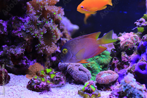 Kole tang in marine tank