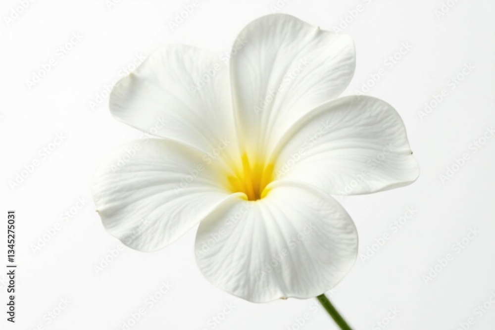 Fototapeta premium Single white bloom isolated on bright white background, showcasing delicate petals and soft texture, stems, nature, plant detail