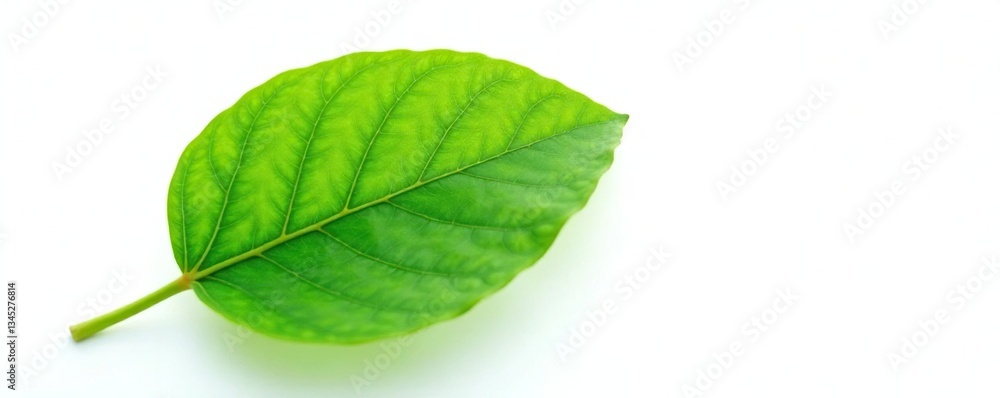A single large leaf with veins and texture isolated on white, trees, green, leaves A single large leaf with veins and texture isolated on white, trees, green, leaves