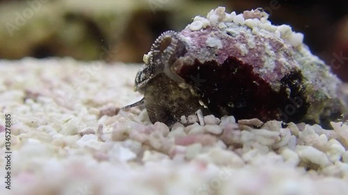 Video of Cerith sand sea snail - Cerithium Caeruleum