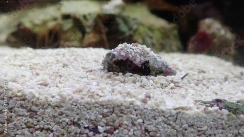 Video of Cerith sand sea snail - Cerithium Caeruleum