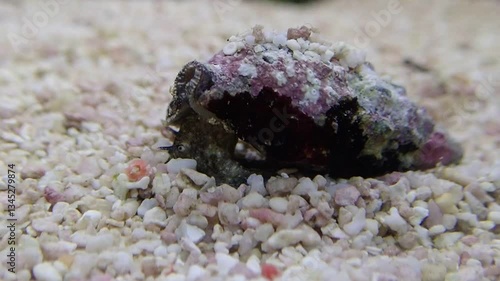 Video of Cerith sand sea snail - Cerithium Caeruleum