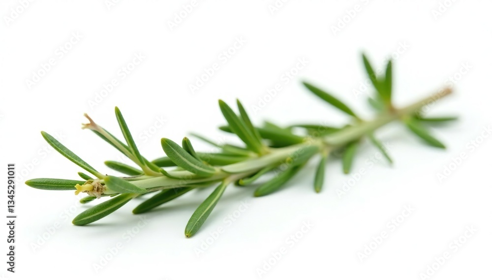 sprig of rosemary isolated against a plain white background, botanical, plants sprig of rosemary isolated against a plain white background, botanical, plants