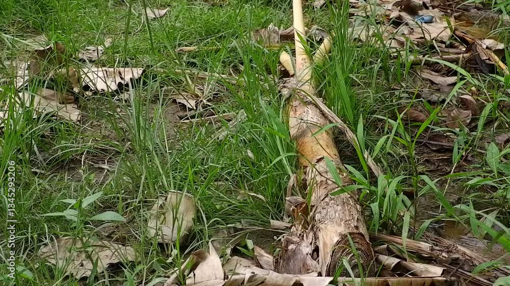 Banana tree that is cut down. Banana tree that is cut down.