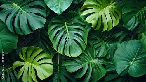 Wallpaper Mural Lush Tropical Leaf Arrangement Torontodigital.ca