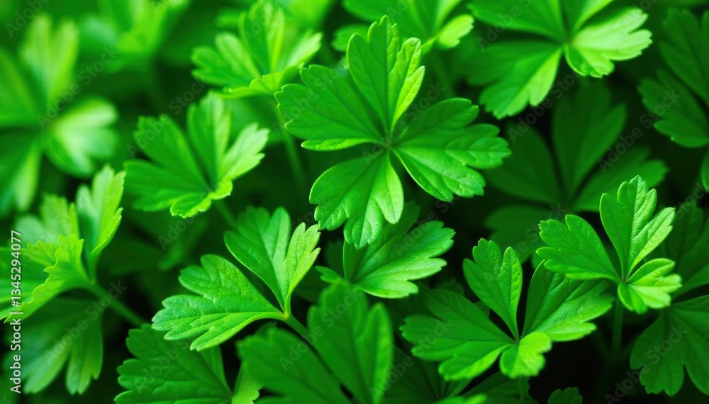 Close-up of parsley leaves arranged in a geometric pattern , pattern, orderly, macro Close-up of parsley leaves arranged in a geometric pattern , pattern, orderly, macro