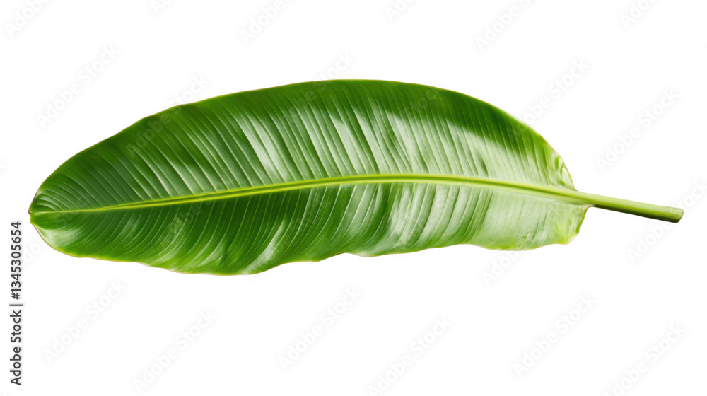 Fresh green banana leaf isolated on transparent background Fresh green banana leaf isolated on transparent background