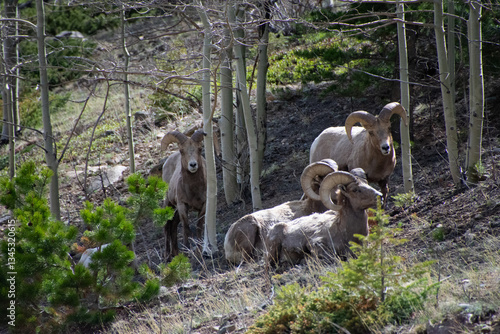 Tableau sur toile bighorn sheep relaxing on a hillside Guanella pass Colorado
