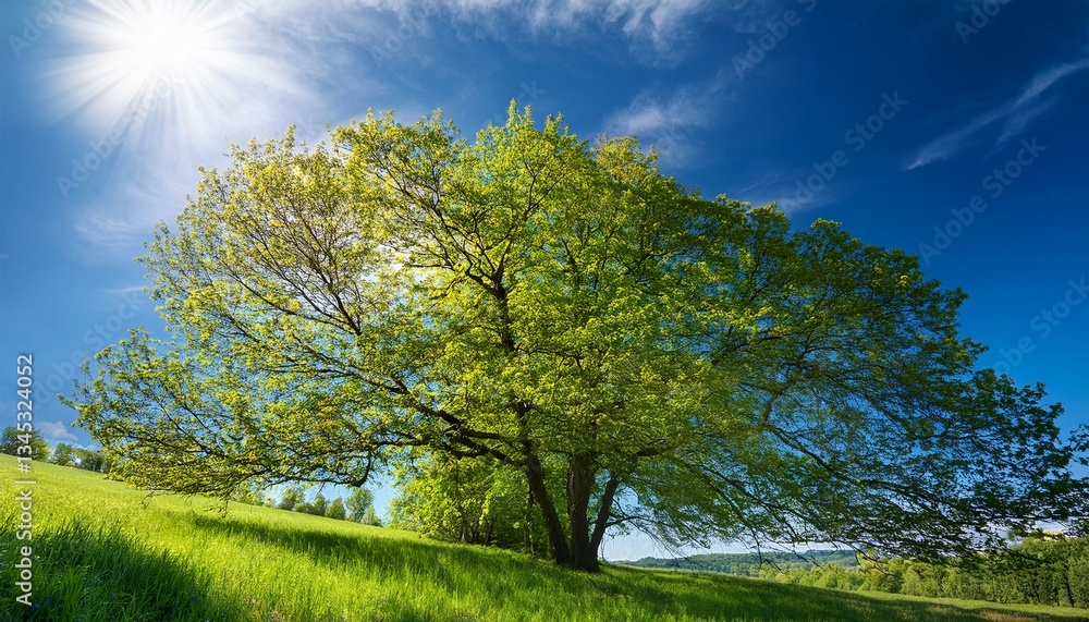 Obraz premium 青空の下に広がる大樹と緑の草原2