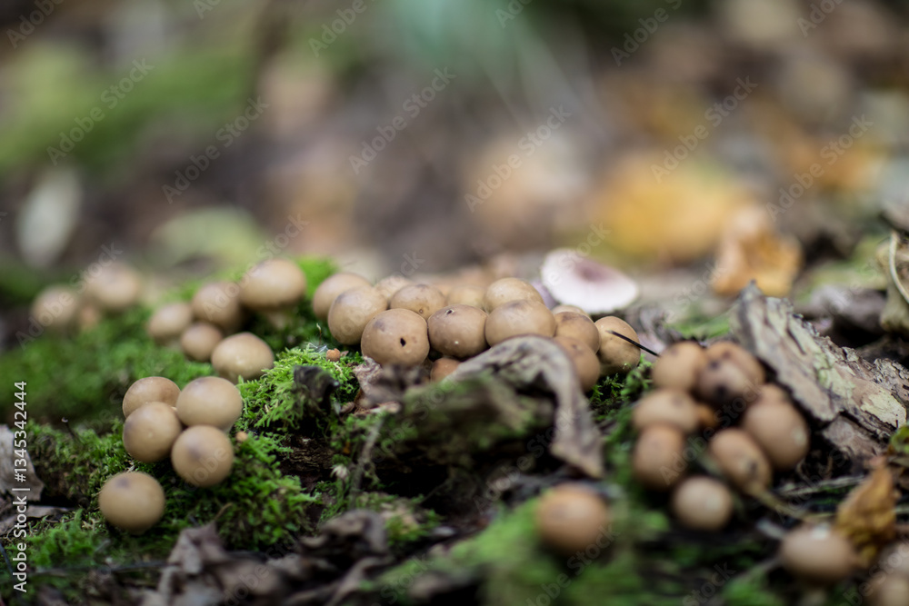 mushroom closeup mushroom closeup