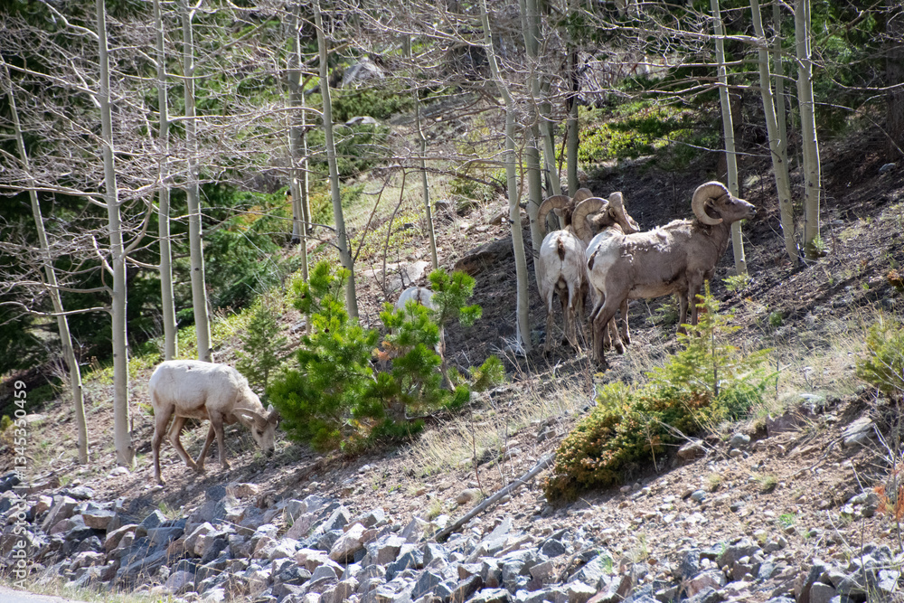 Fototapeta premium Big Horn Sheep Guanella Pass Colorado