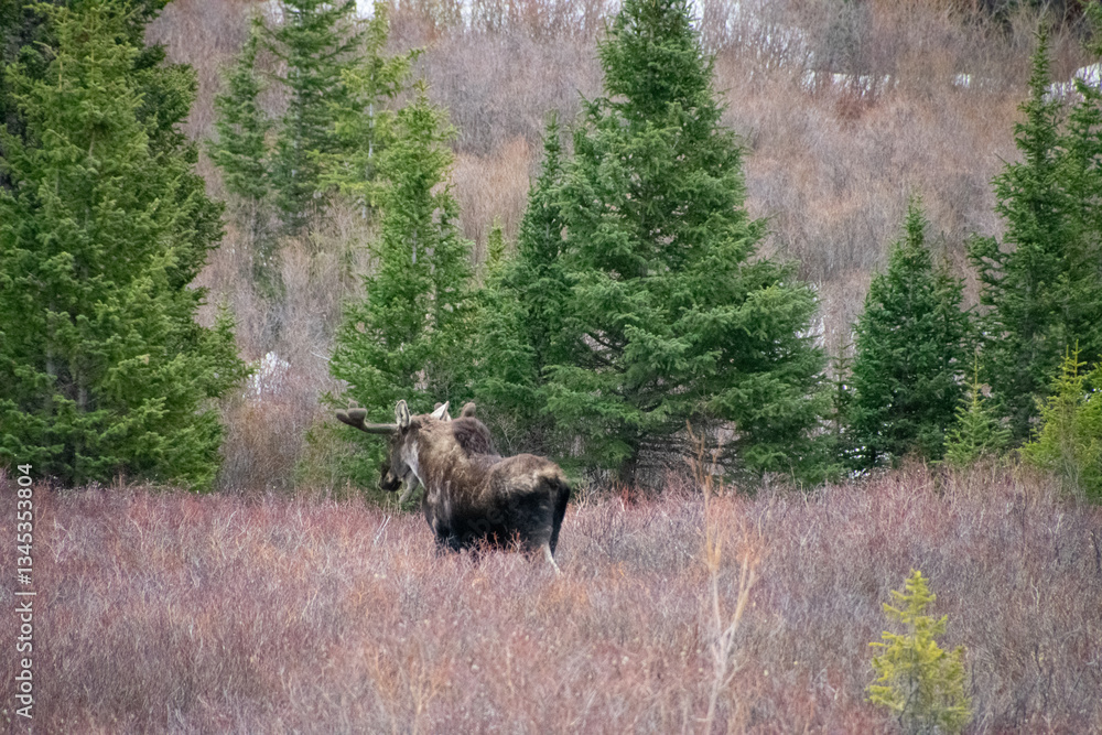 Bull moose walking the brush in winter Guanella Pass Colorado Bull moose walking the brush in winter Guanella Pass Colorado