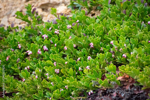 Bearberry shrub flowering 