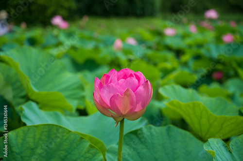 古代蓮の里（こだいはすのさと）、埼玉県行田市
Gyoda lotus (ancient lotus), Gyoda-Shi, Saitama, Japan, photo