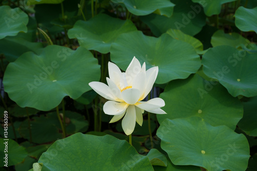 古代蓮の里（こだいはすのさと）、埼玉県行田市
Gyoda lotus (ancient lotus), Gyoda-Shi, Saitama, Japan, photo