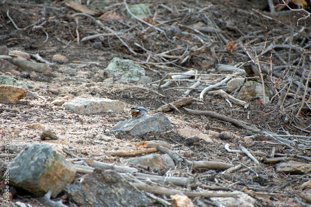 White-breasted Nuthatch on the forest floor White-breasted Nuthatch on the forest floor
