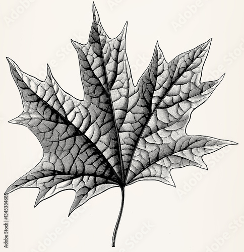 Leaf of Acer platanoides (Norway maple). Antique stylized illustration.
