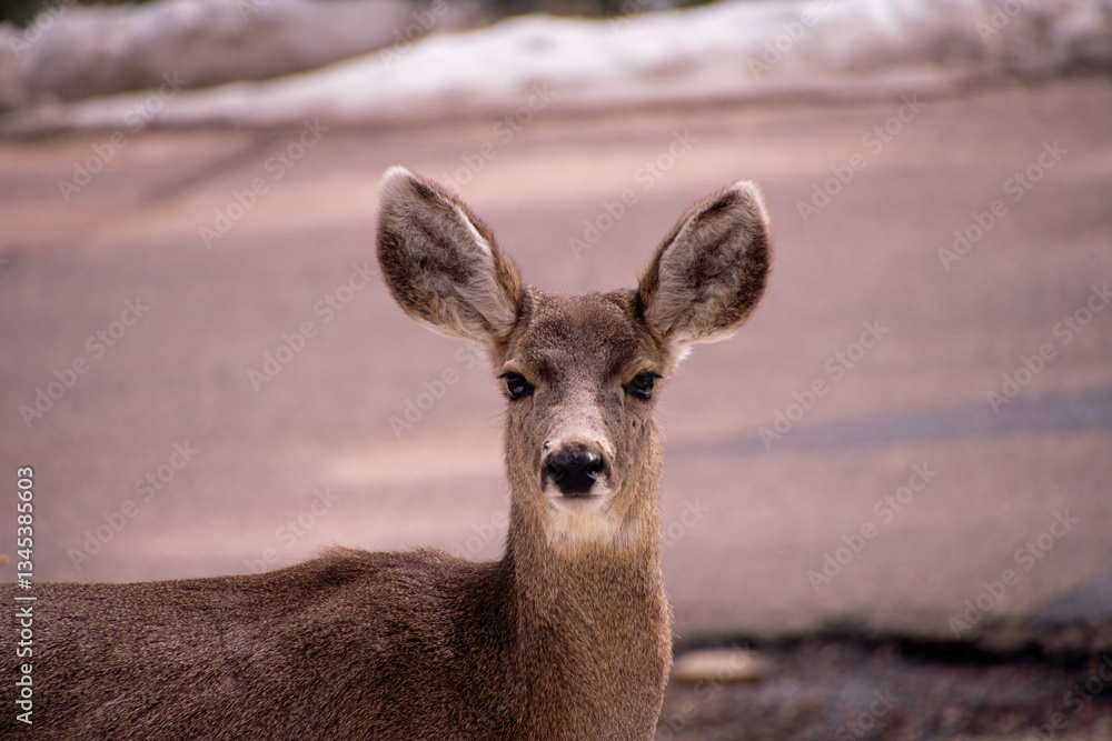Obraz premium Deer on the roadside